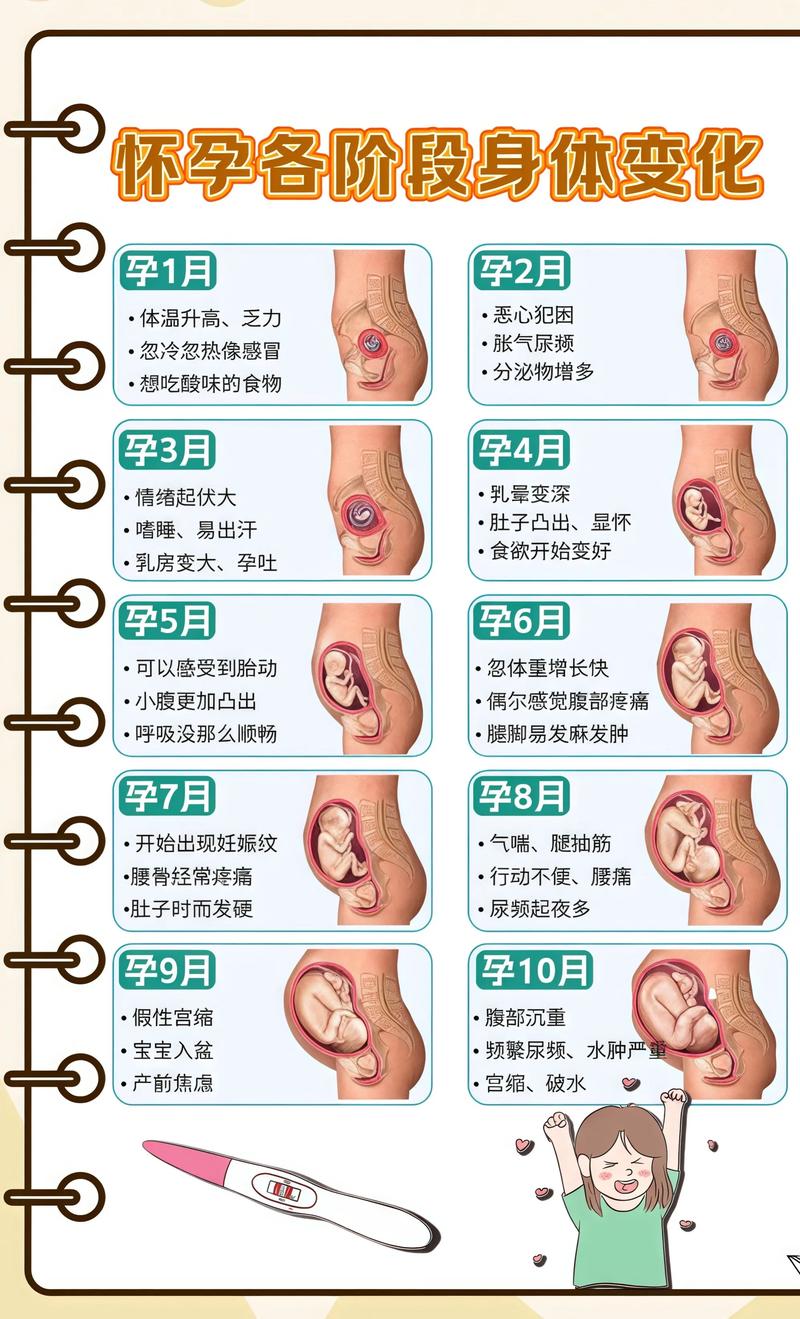 揭秘供卵代孕妈妈怀孕小腹分两节，孕期变化的奥秘钦州代生机构: